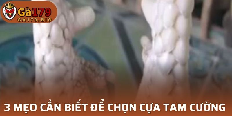 3 mẹo cần biết để chọn cựa Tam Cường