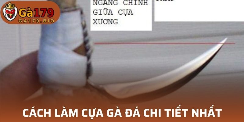 Cách làm cựa gà đá chi tiết 2025