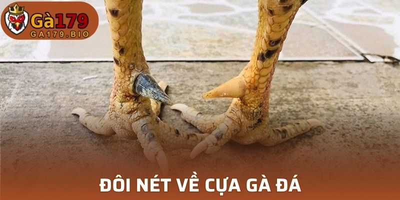 Sơ lược về cựa gà đá